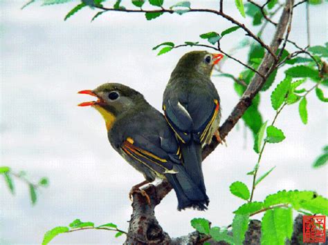 放鳥意思